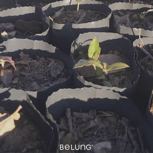 BeLung